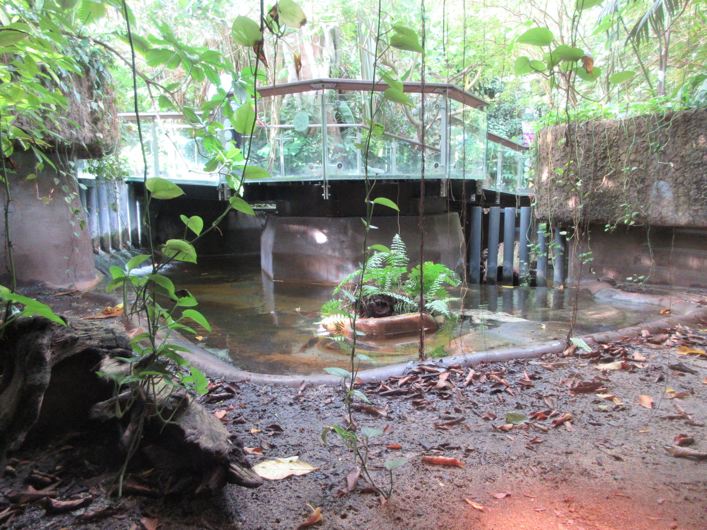 Australian Freshwater Crocodile Exhibit