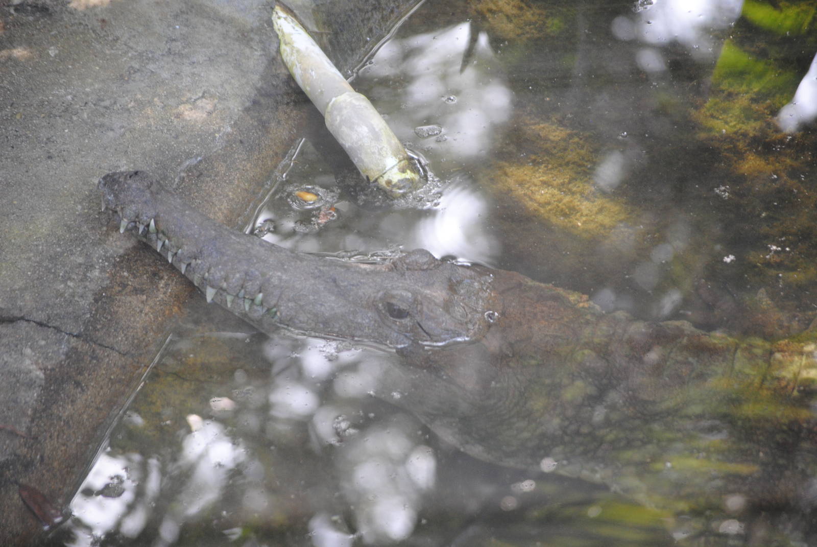 Australian Freshwater Crocodile