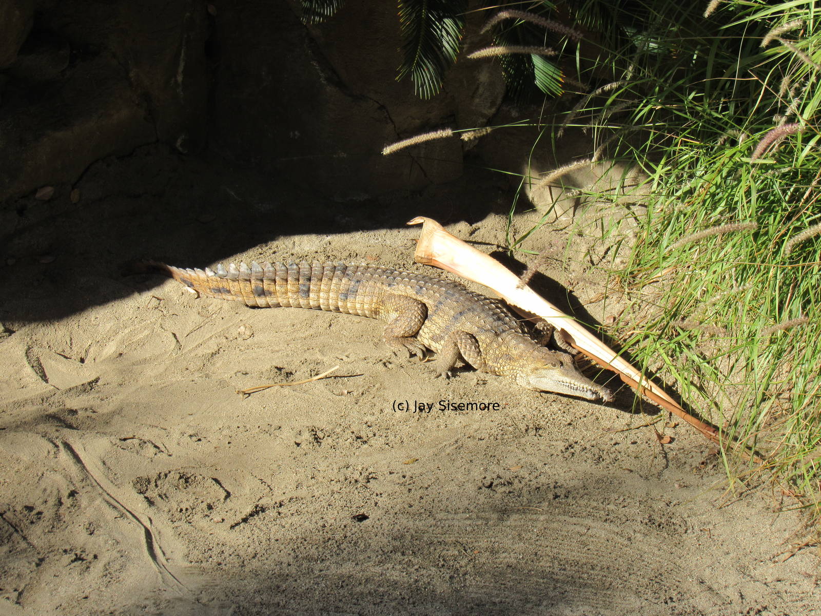 Australian Freshwater Crocodile