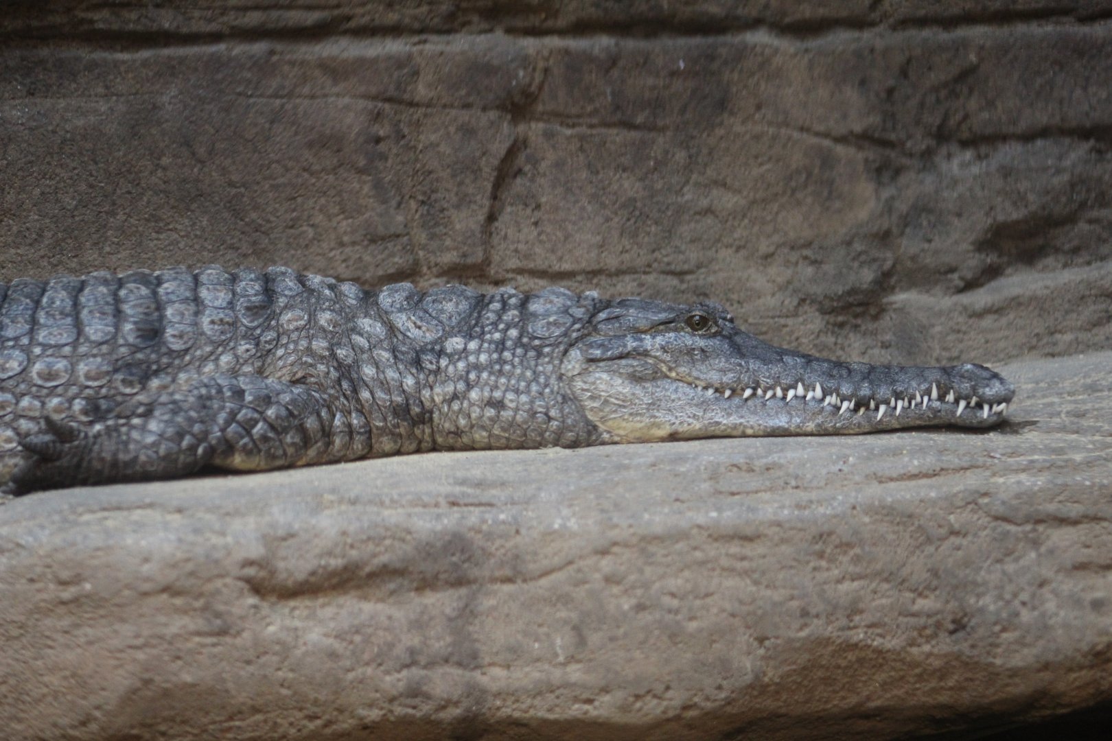 Australian Freshwater Crocodile