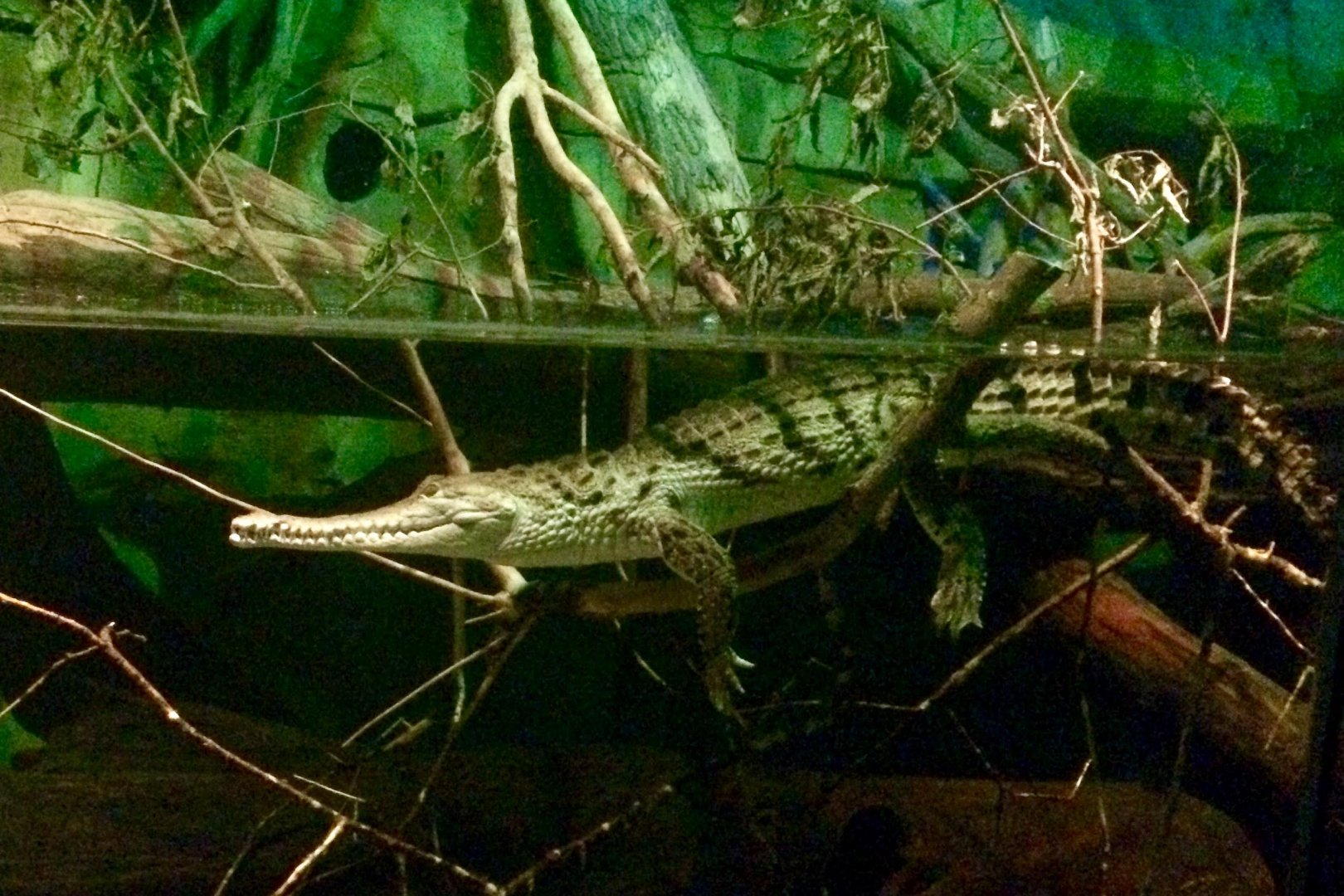 Australian Freshwater Crocodile