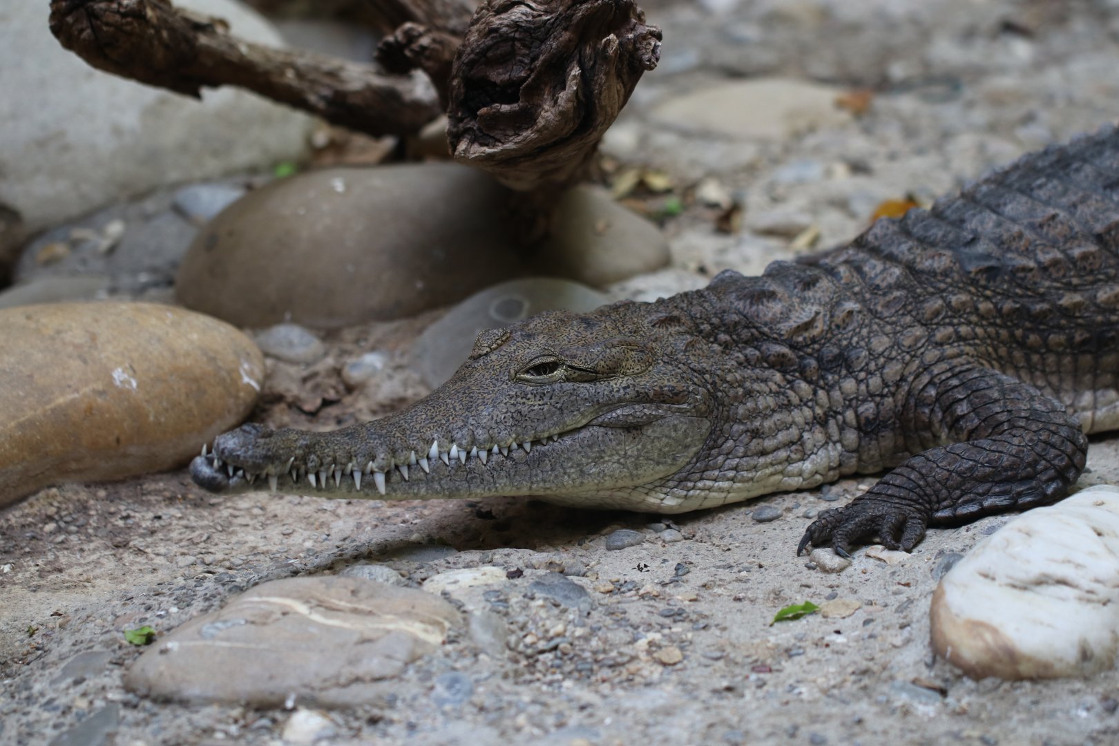Australian freshwater crocodile