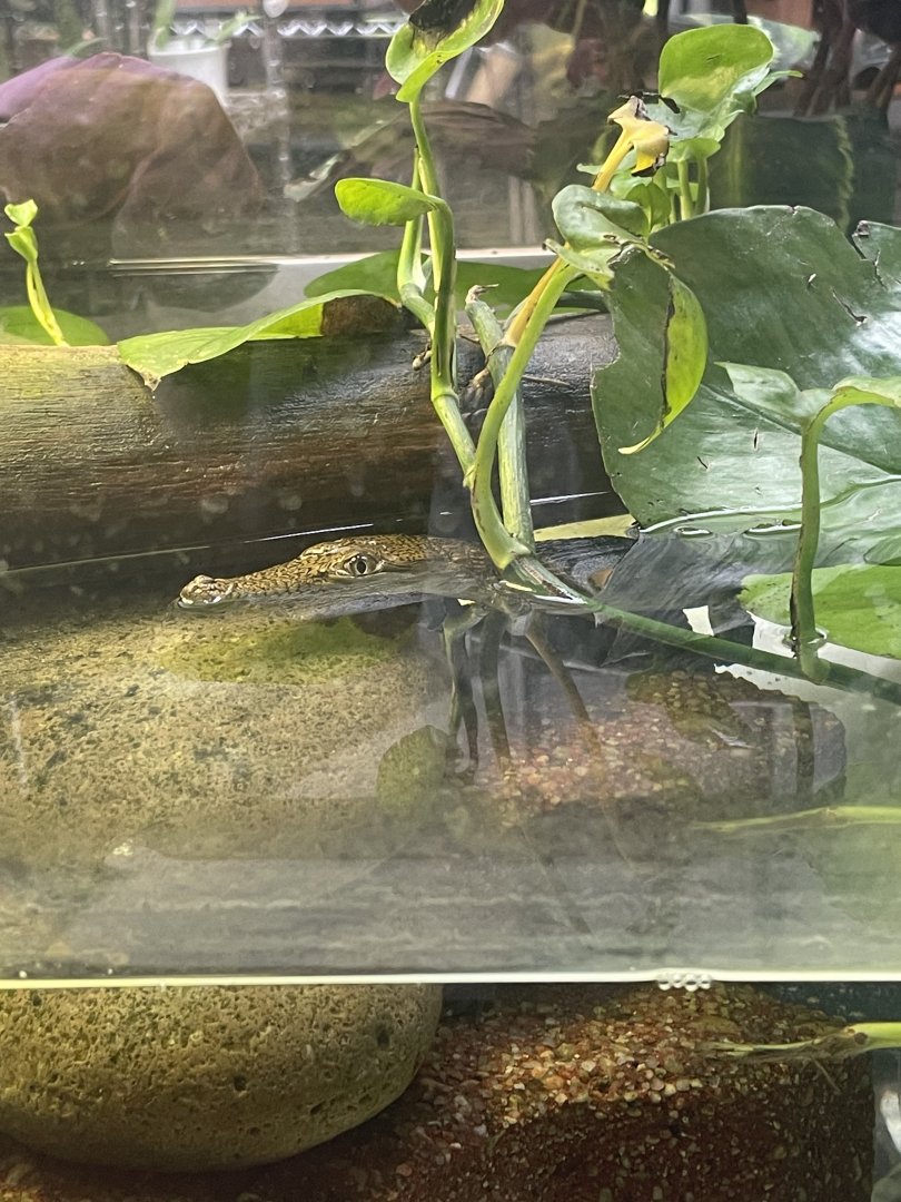 Australian Freshwater Crocodile