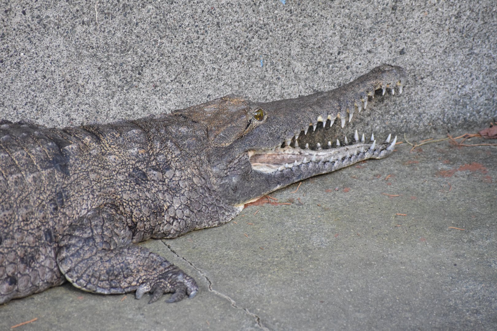 Australian freshwater crocodile