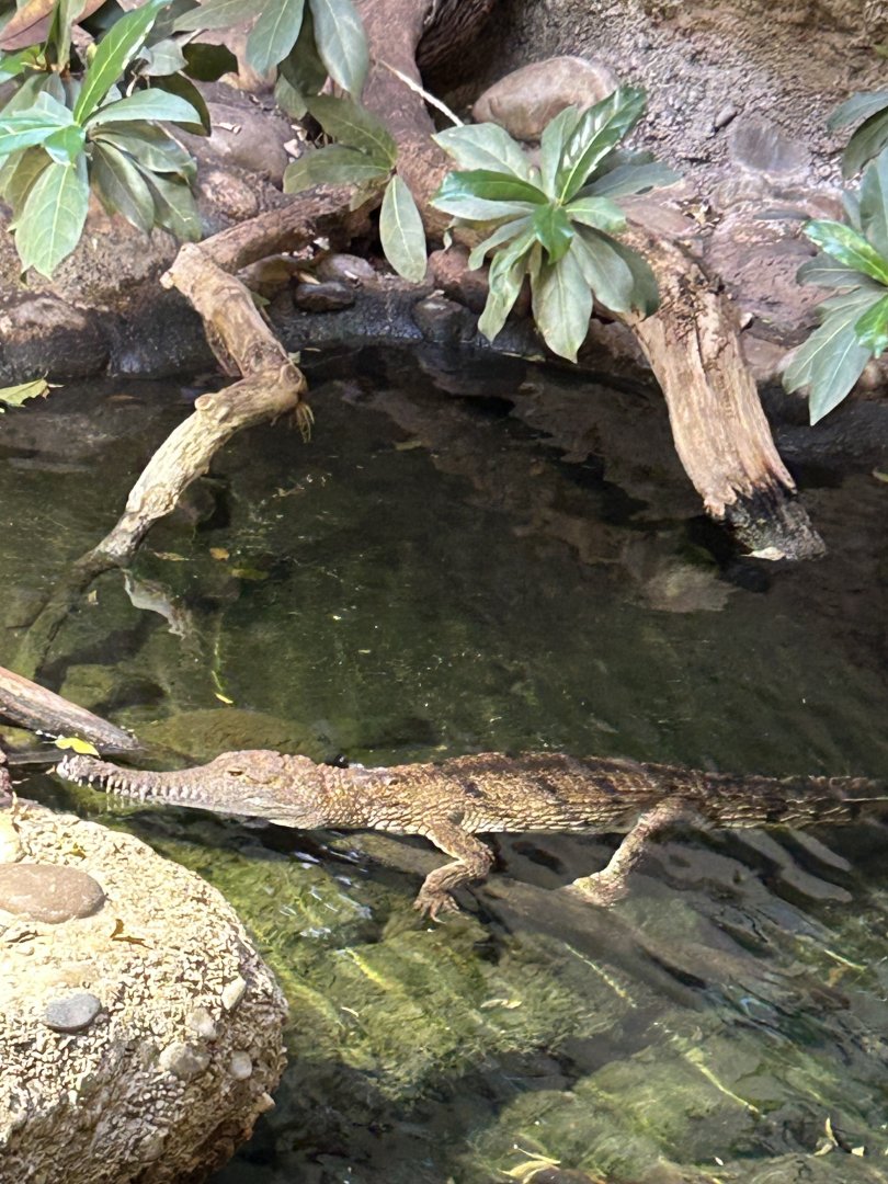 Australian freshwater crocodile