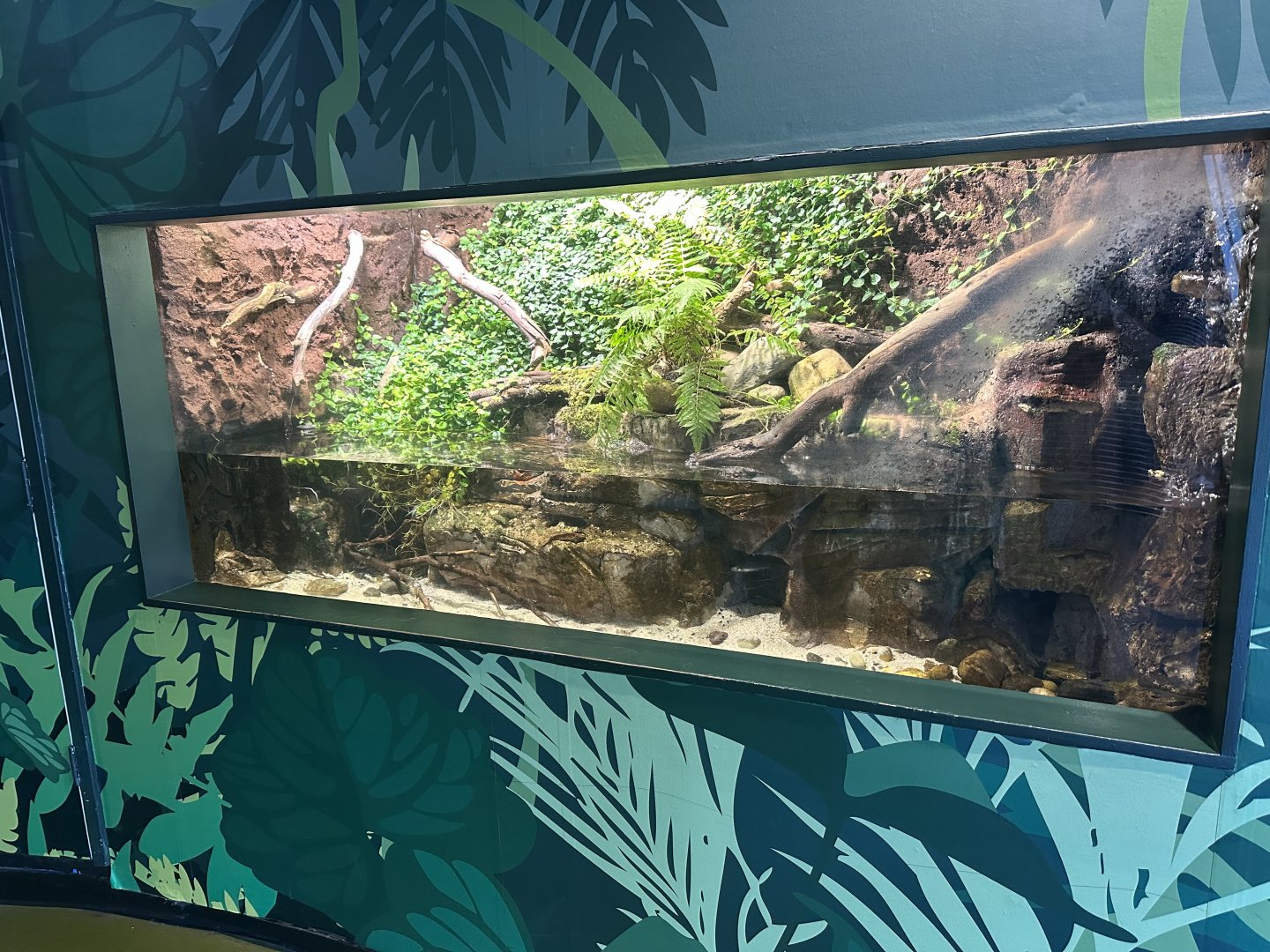 Australian Freshwater Tank