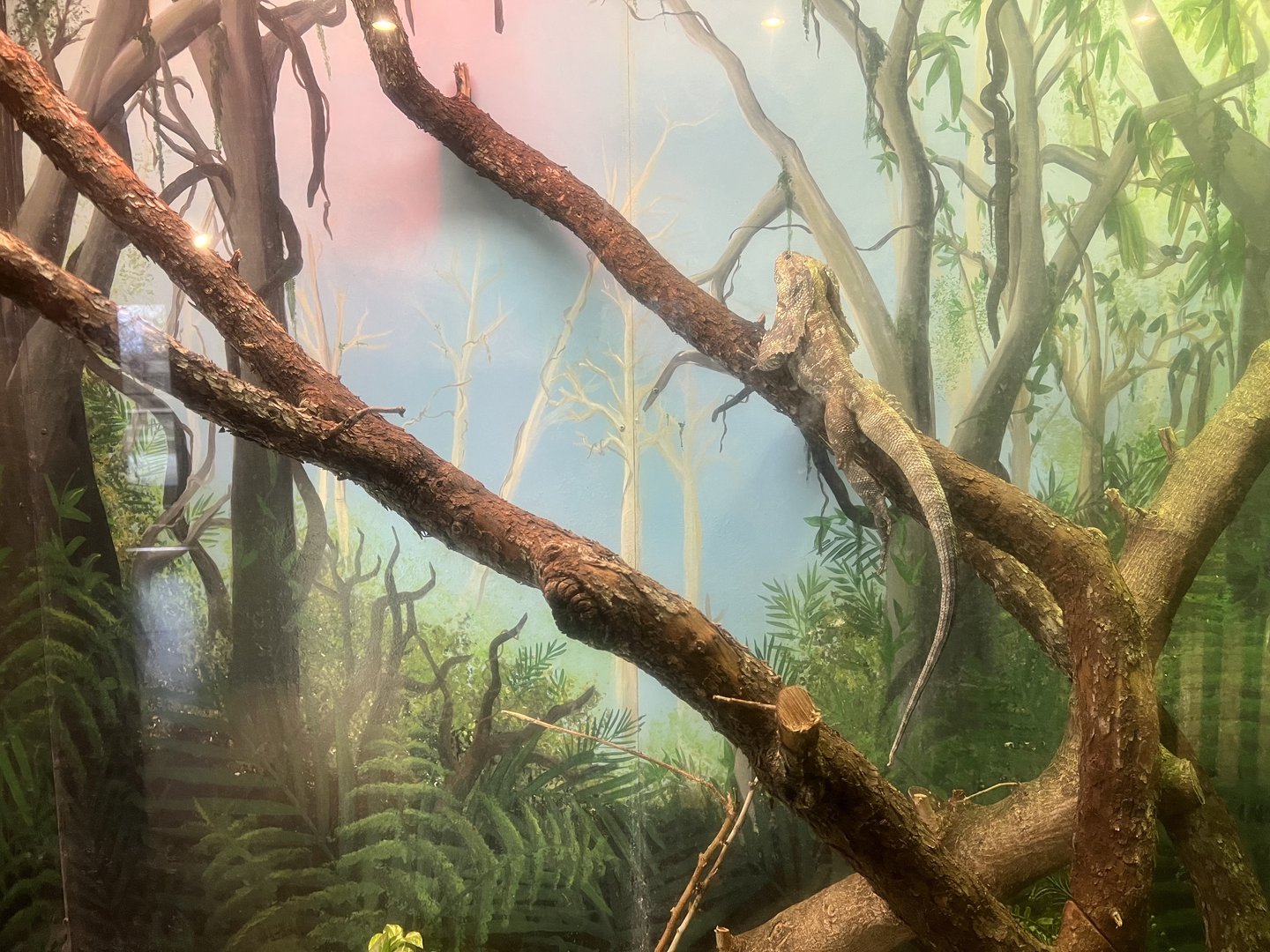 Australian Frilled Lizard