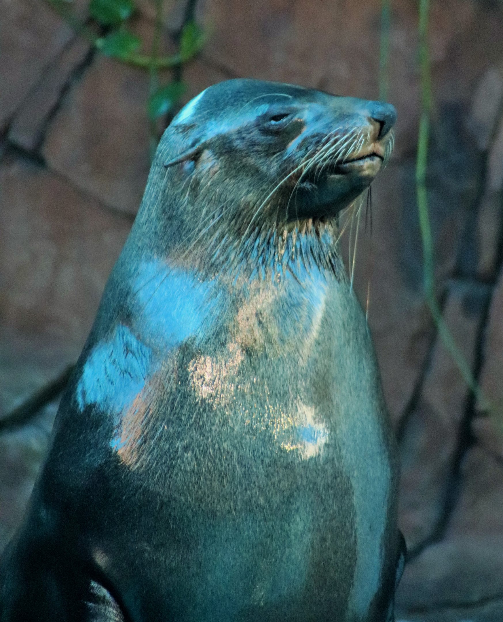 Australian Fur Seal (Arctocephalus pusillus doriferus)