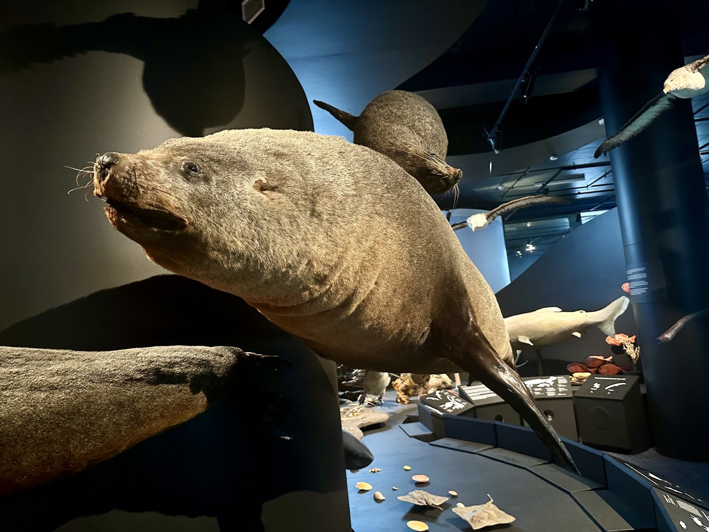 Australian fur seal (Arctocephalus pusillus doriferus)