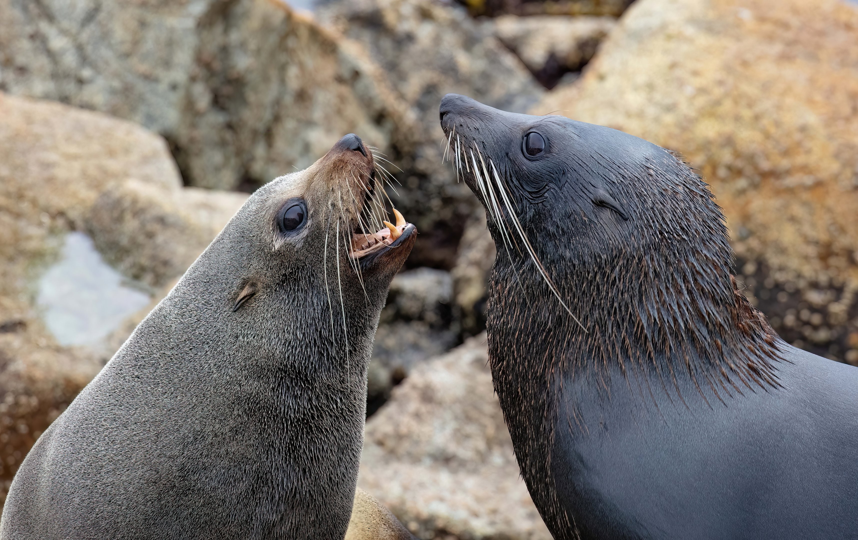 Australian Fur Seal & New Zealand Fur Seal