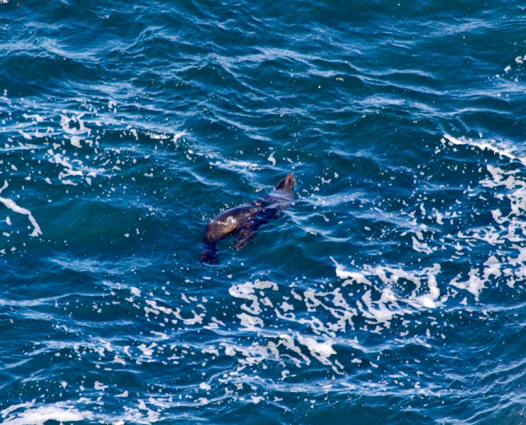 Australian Fur Seal