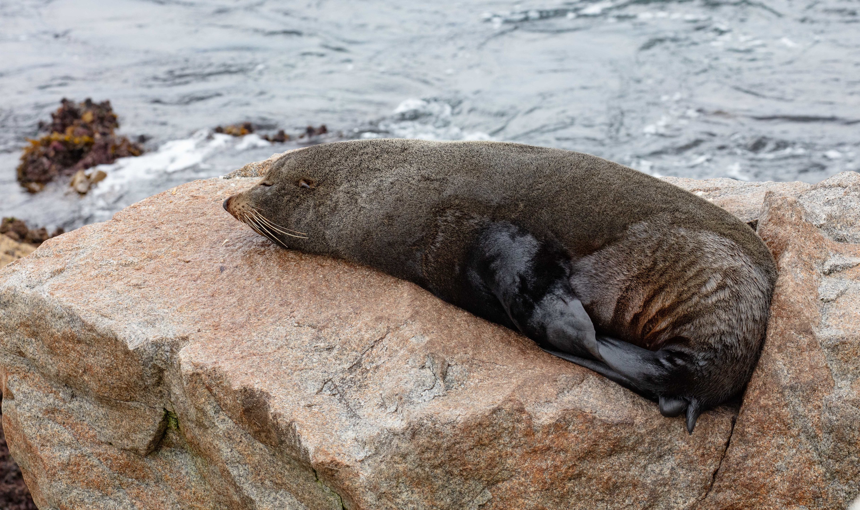 Australian Fur Seal
