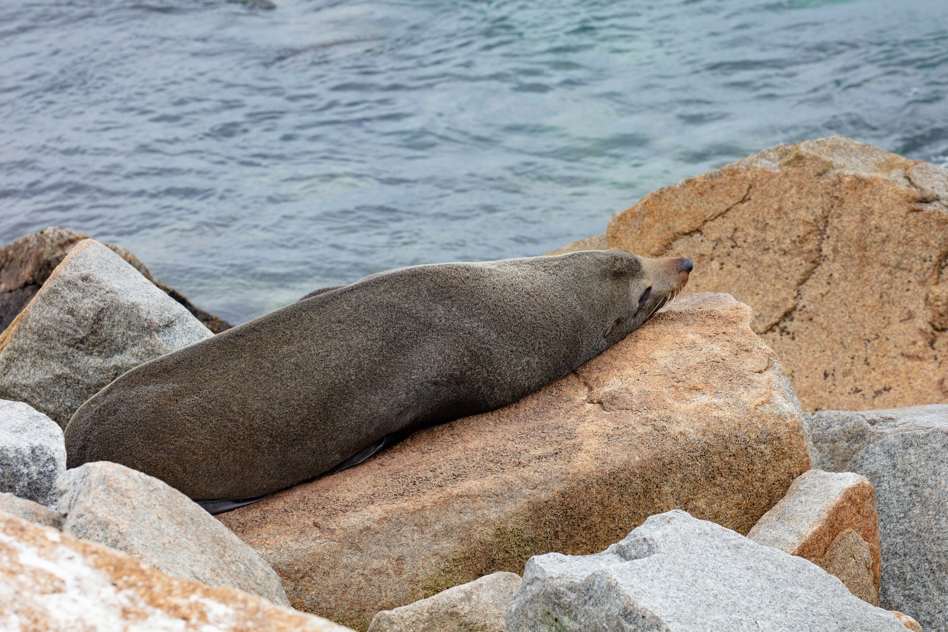 Australian Fur Seal