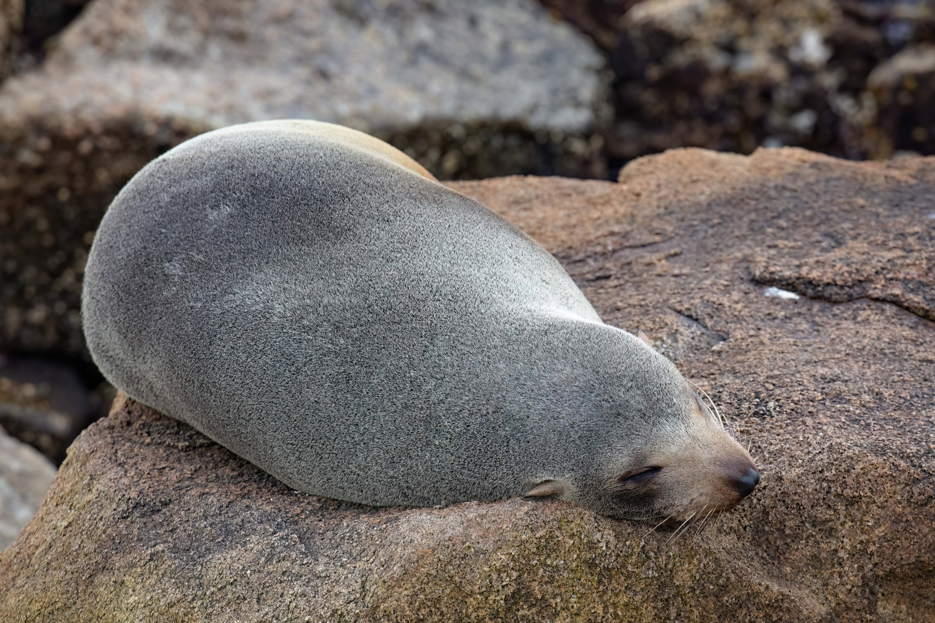 Australian Fur Seal