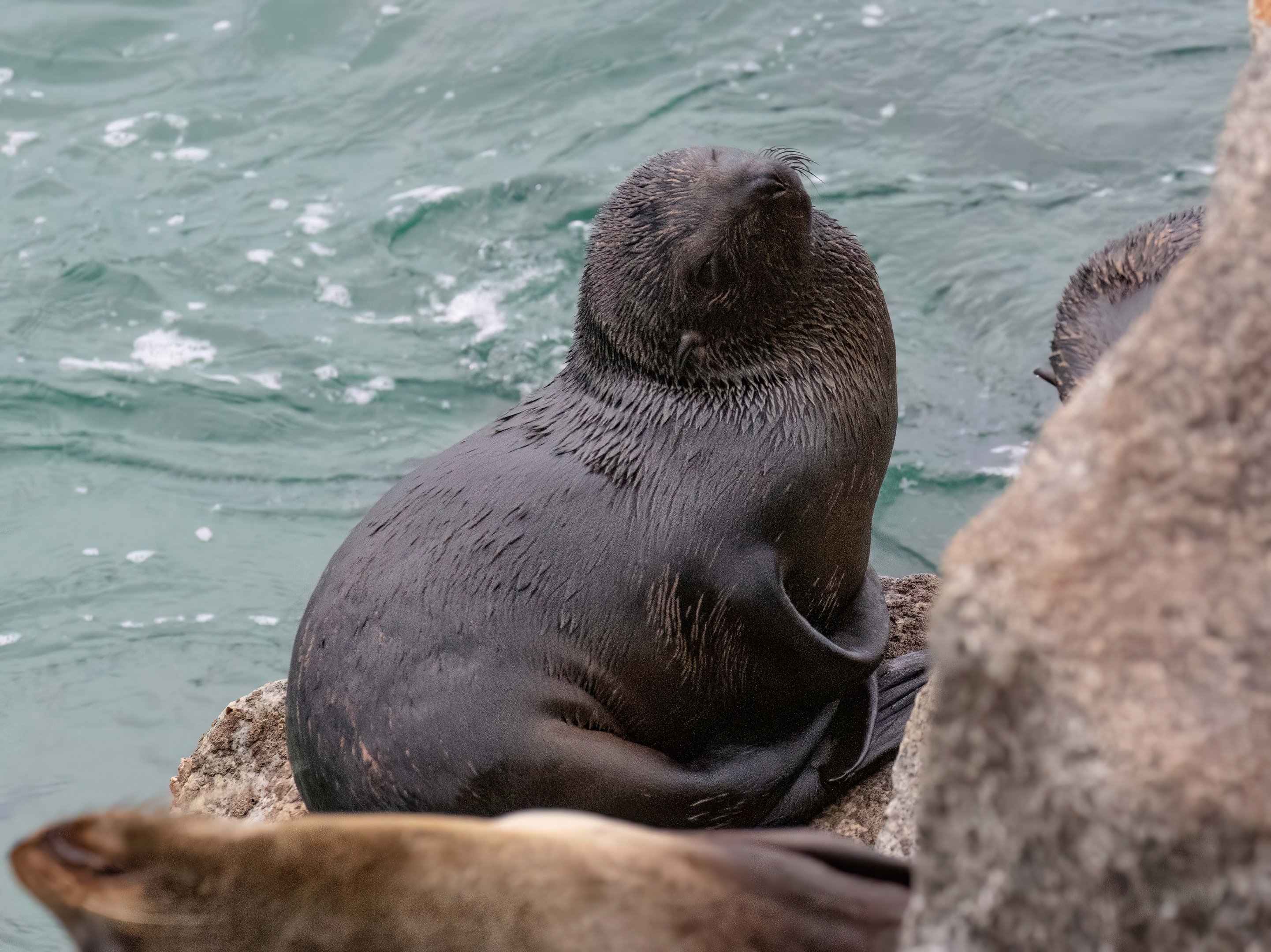 Australian Fur Seal