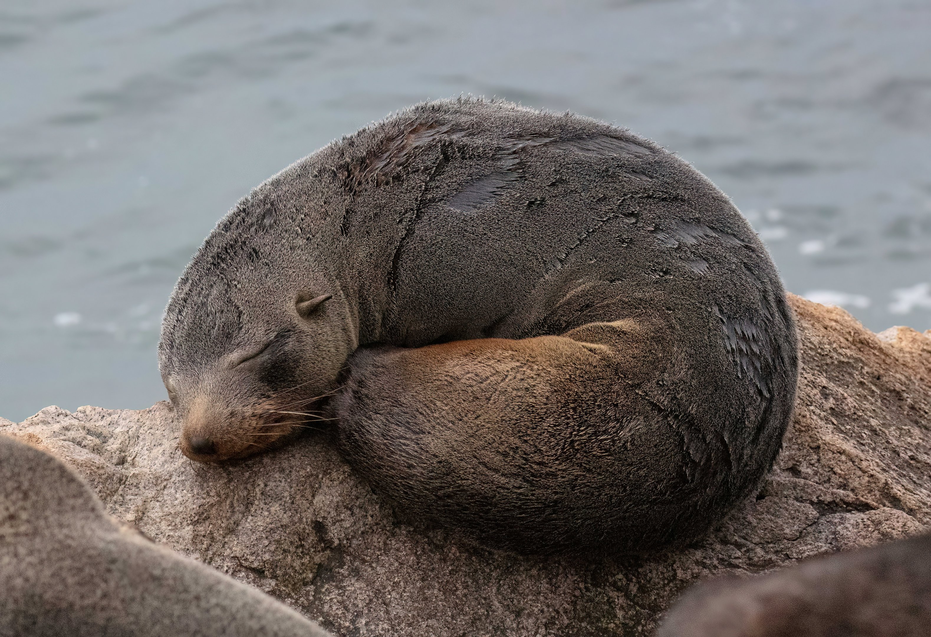 Australian Fur Seal