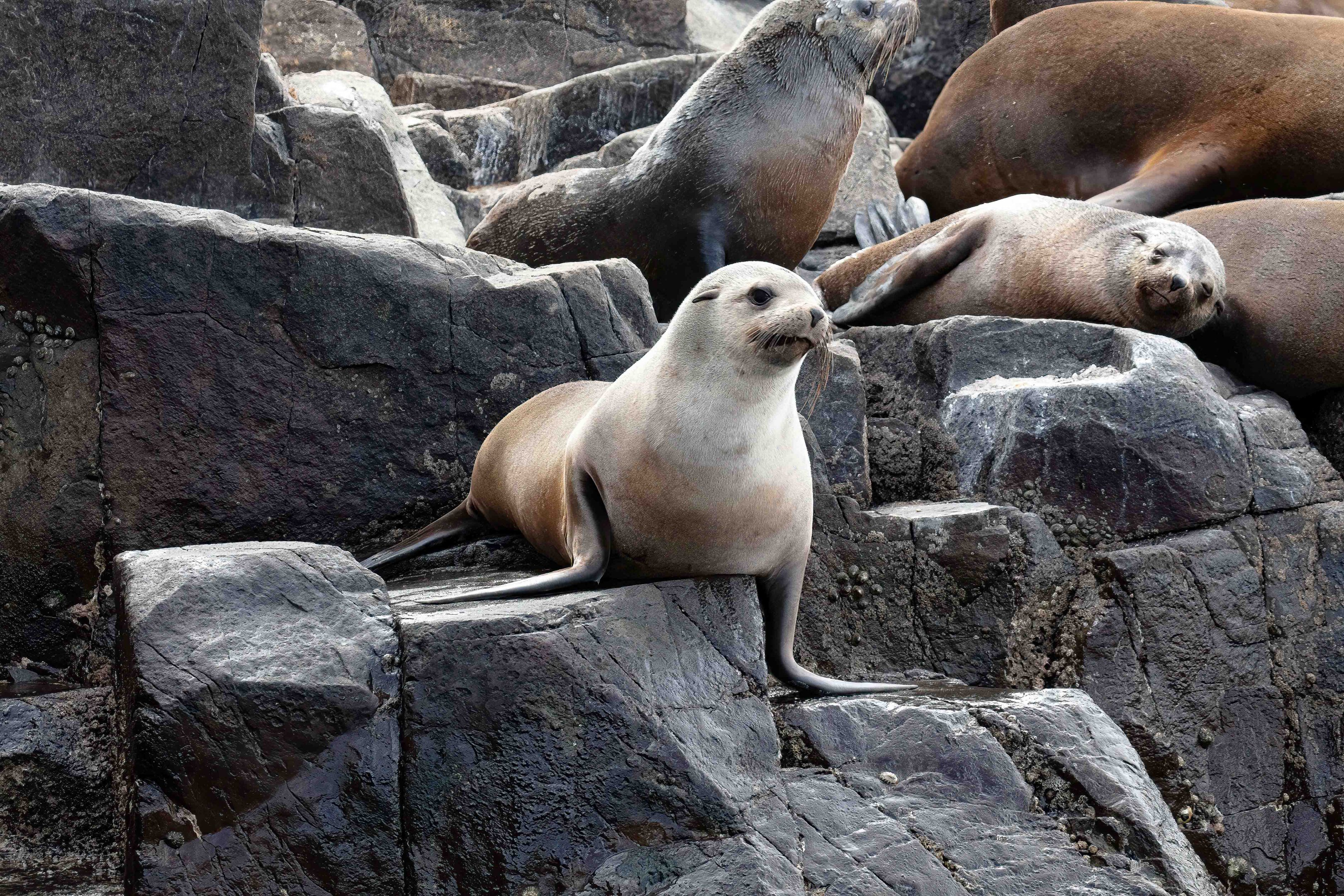 Australian Fur Seal