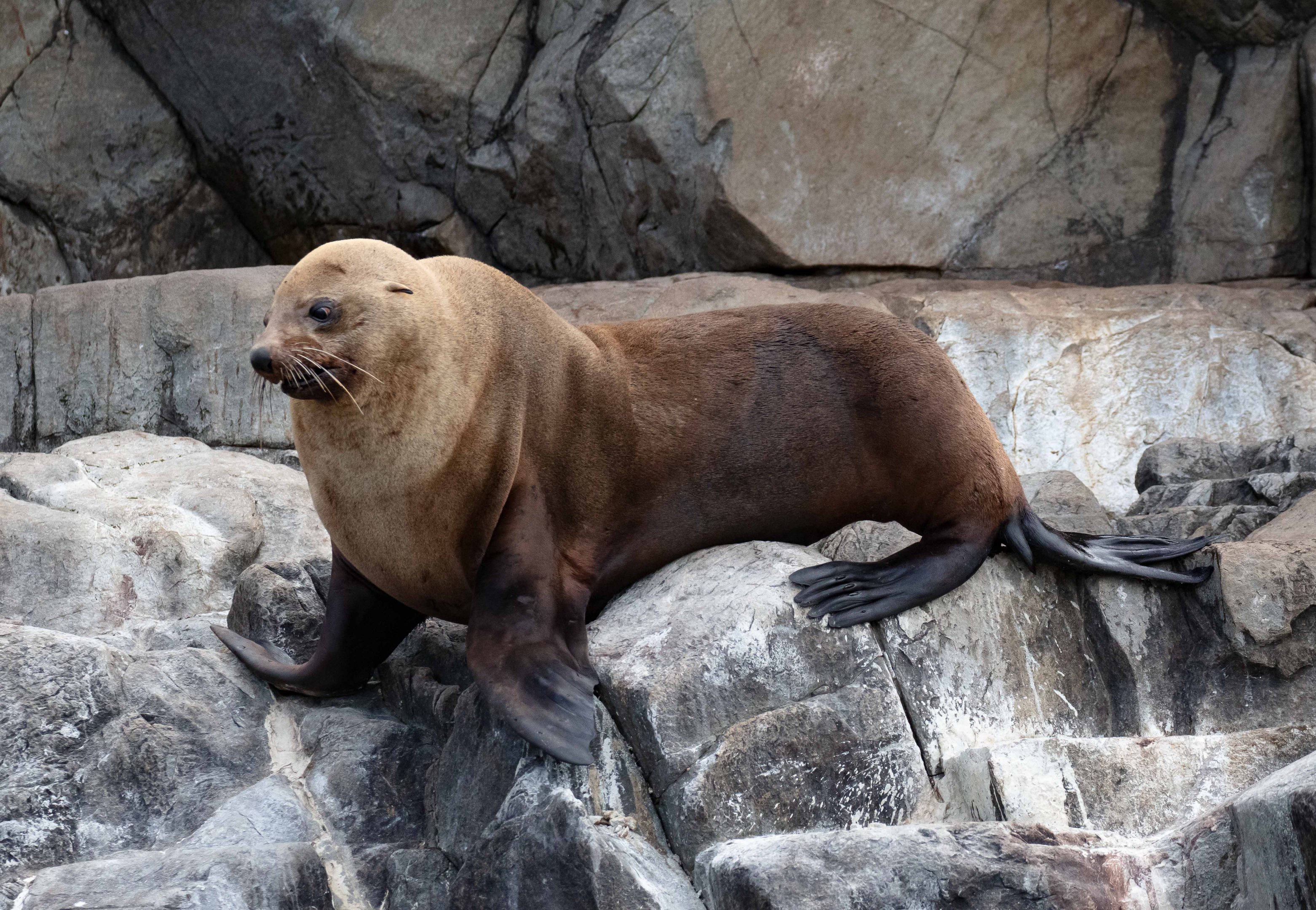 Australian Fur Seal
