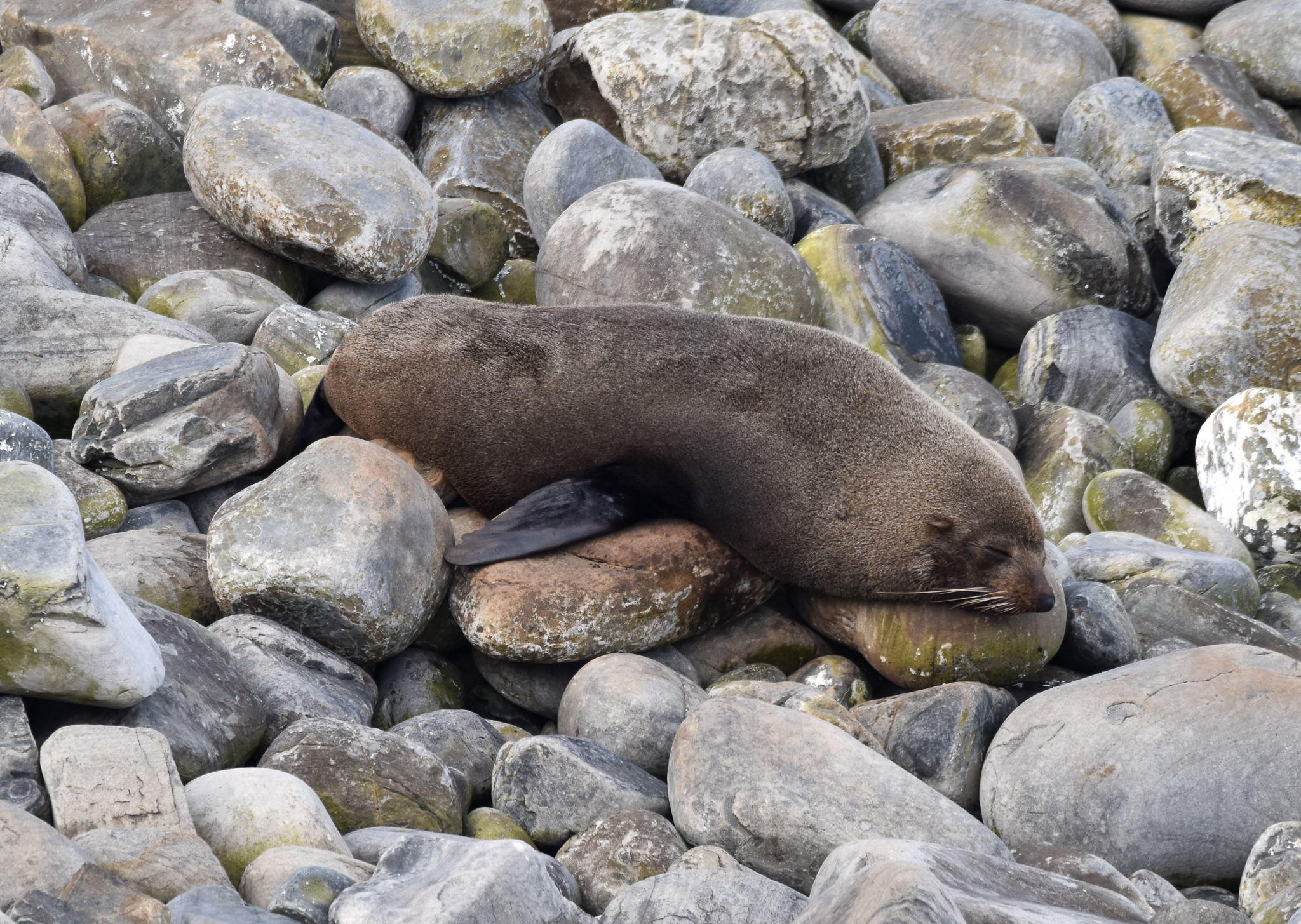 Australian Fur Seal