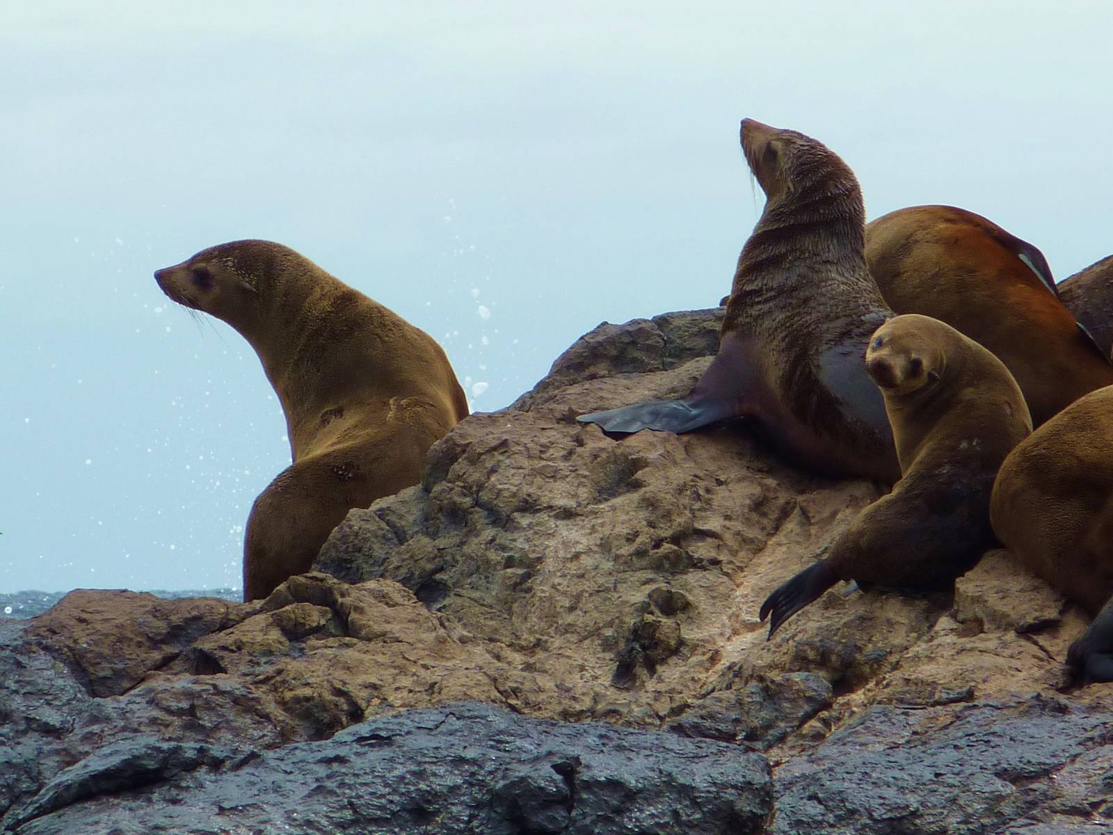 Australian Fur Seals 2, Montague Island off Narooma, NSW