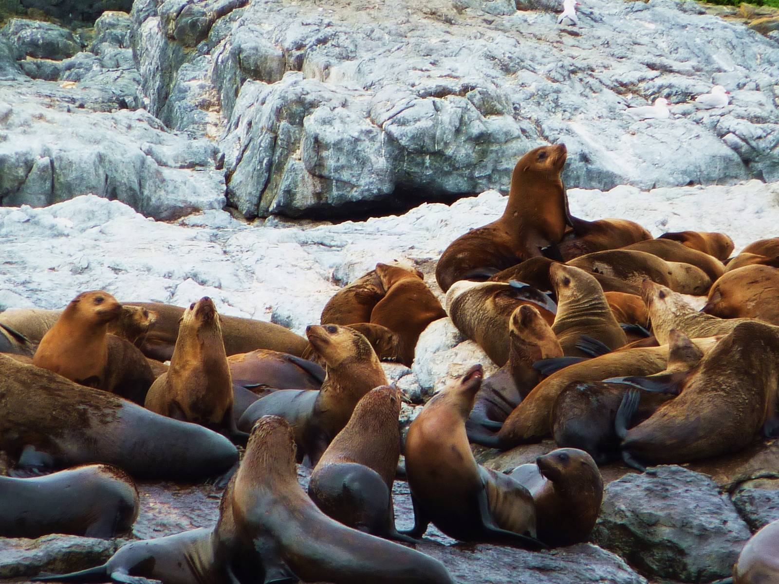 Australian Fur Seals, Montague Island off Narooma, NSW