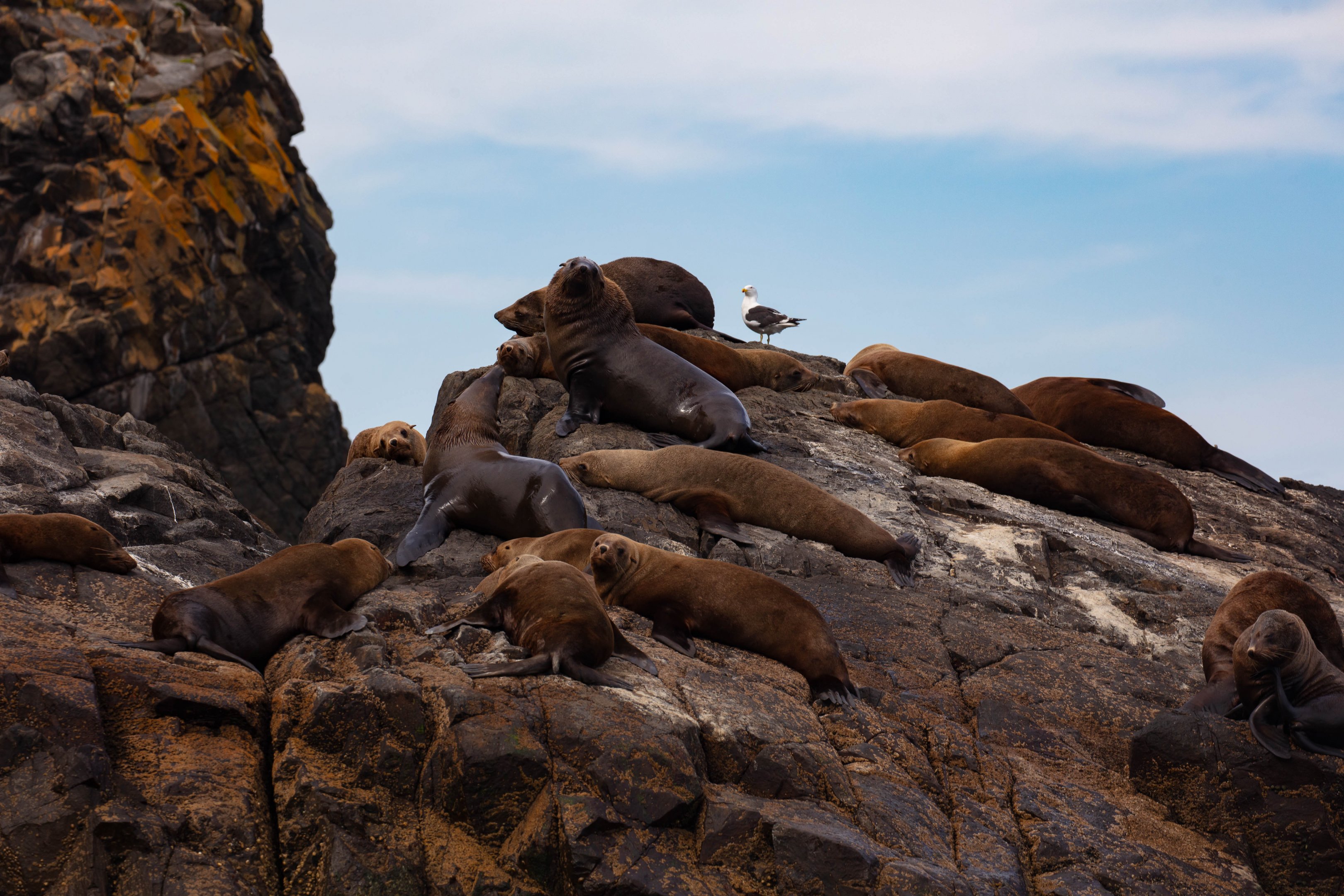 Australian Fur Seals