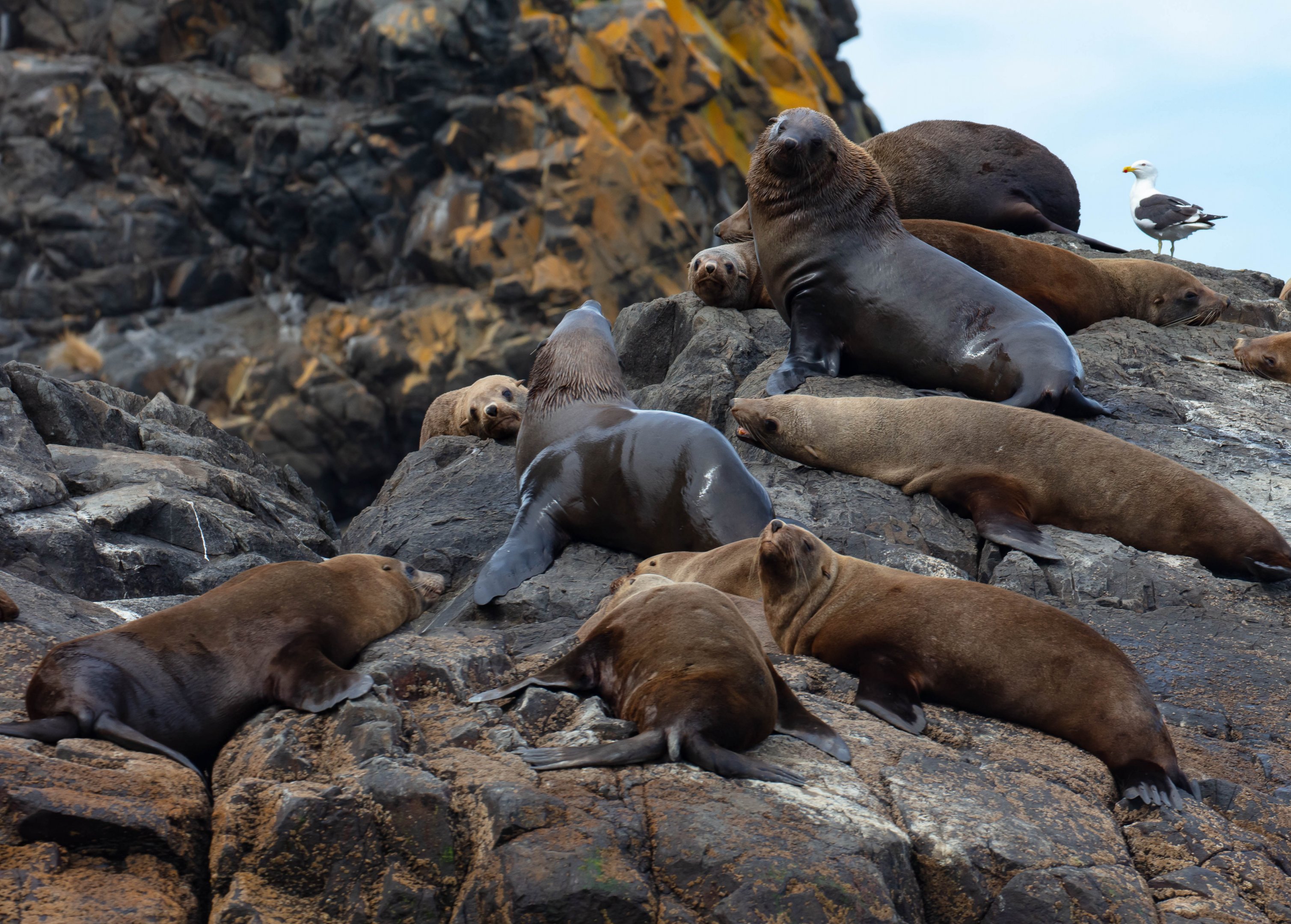 Australian Fur Seals