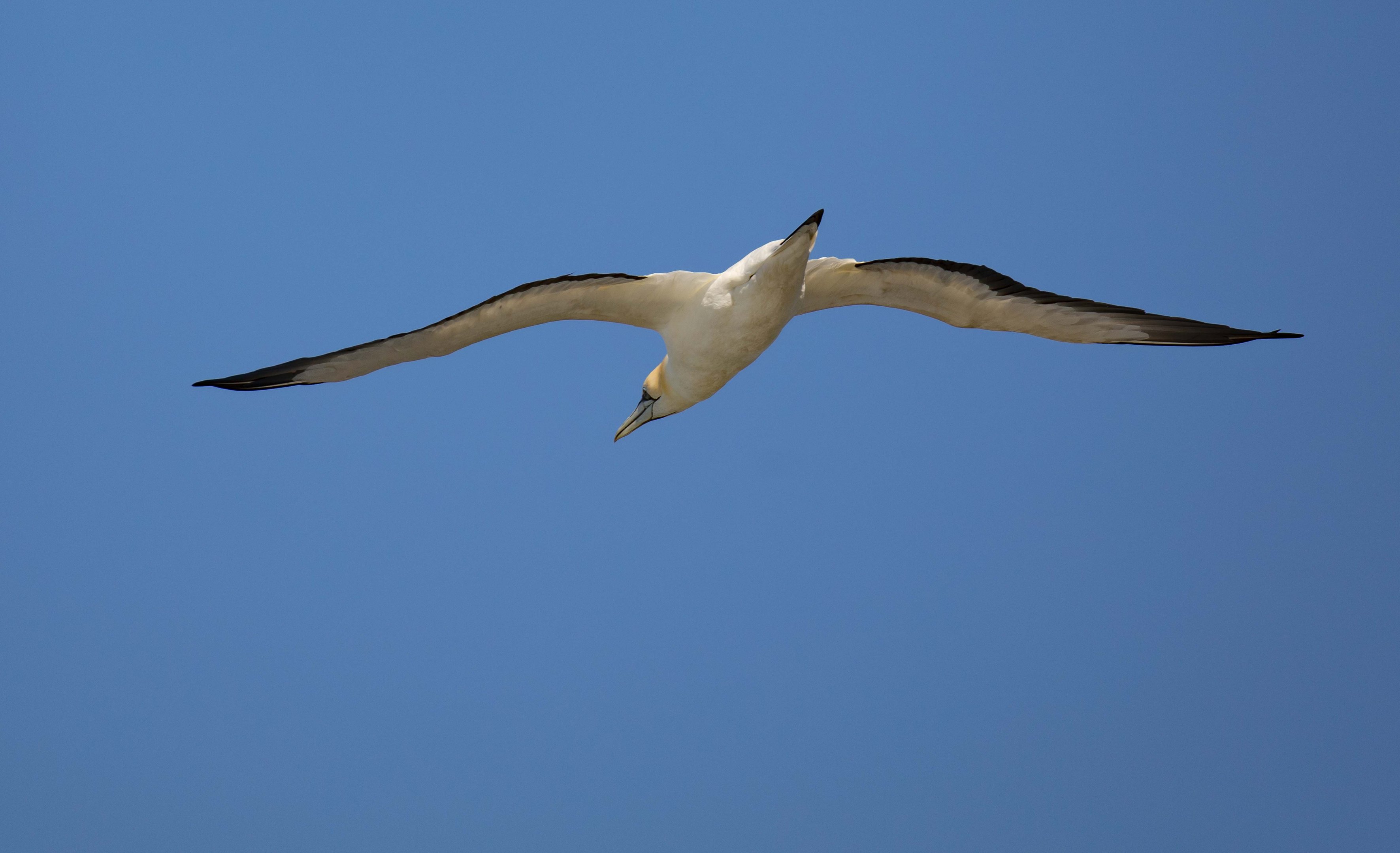Australian Gannet