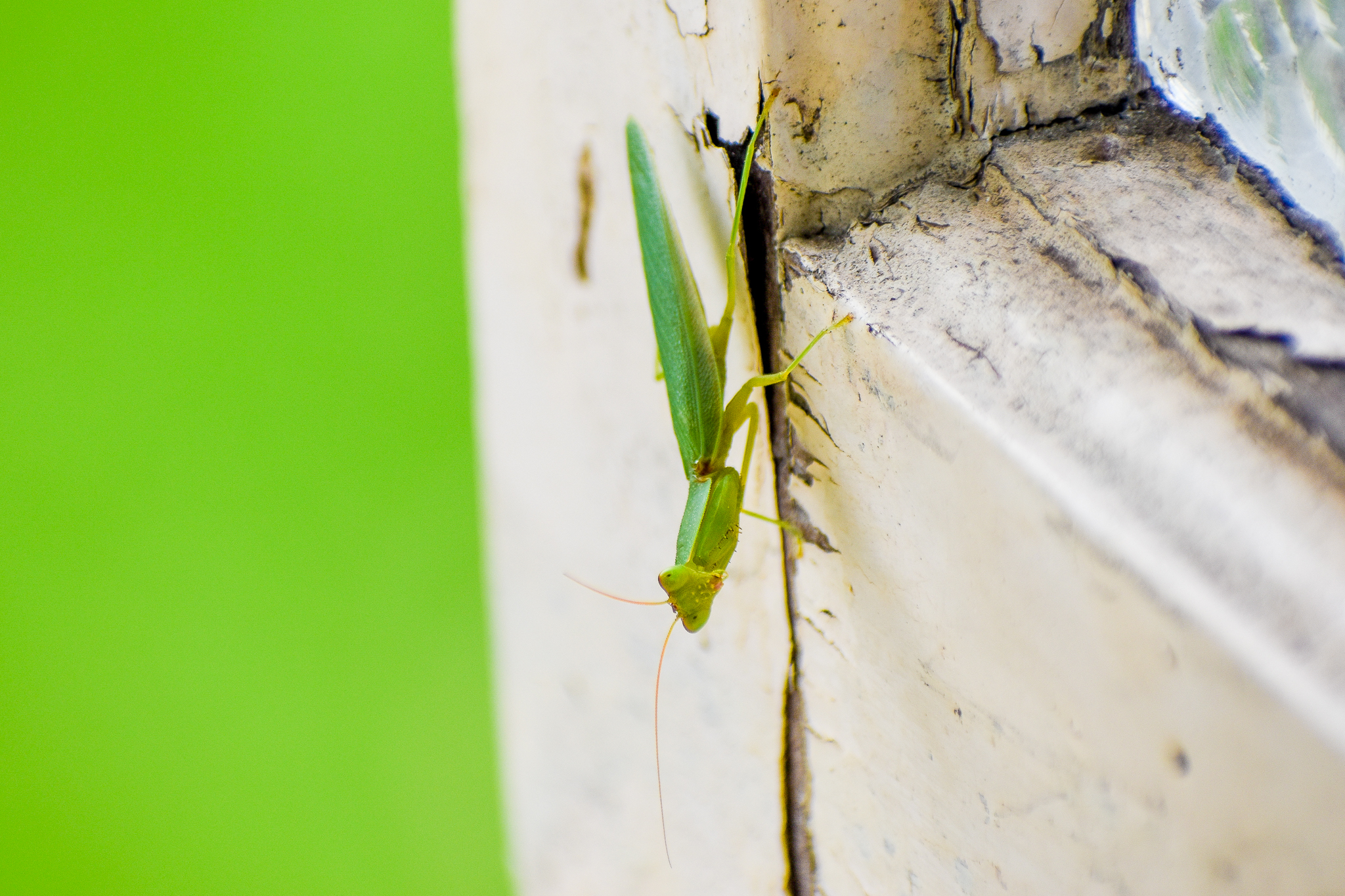 Australian Garden Mantis (Orthodera ministralis)