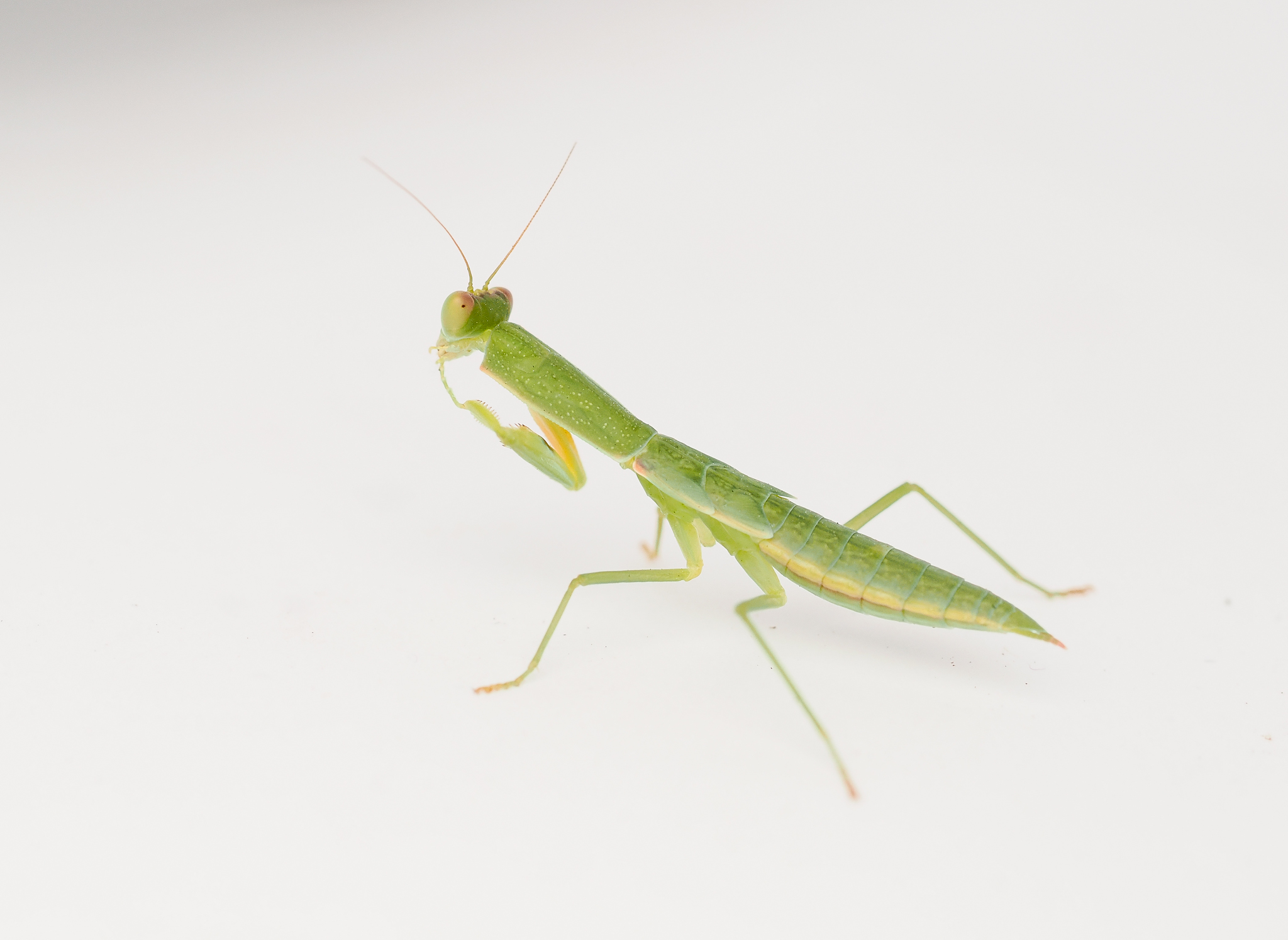 Australian Garden Mantis