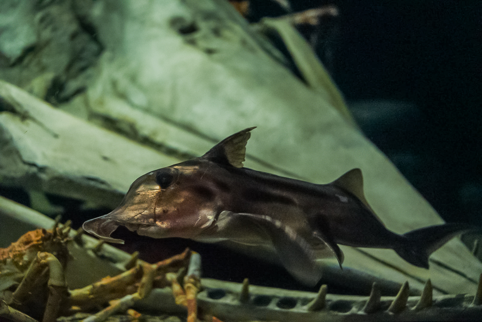 Australian Ghost Shark