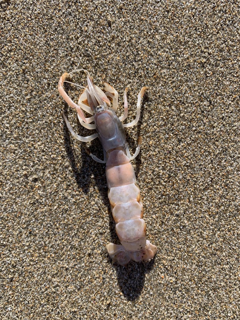 Australian Ghost Shrimp (Trypaea australiensis)