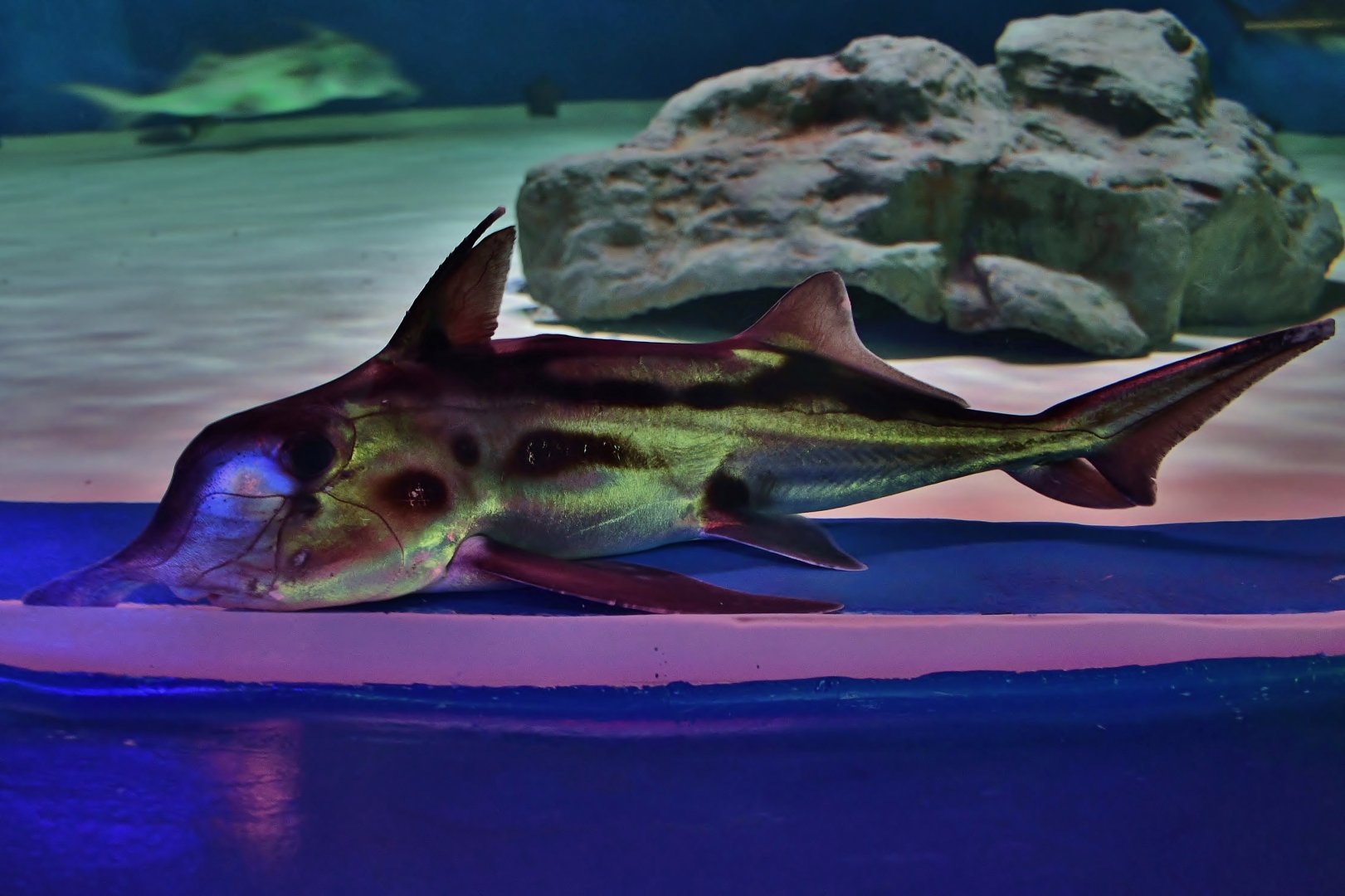 Australian Ghostshark (Callorhinchus milii)