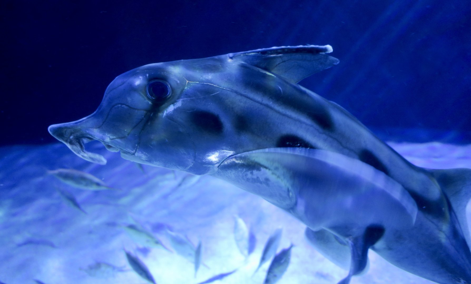 Australian Ghostshark (Callorhinchus milii)