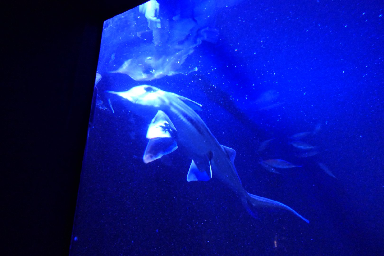 Australian Ghostshark (Callorhinchus milii)