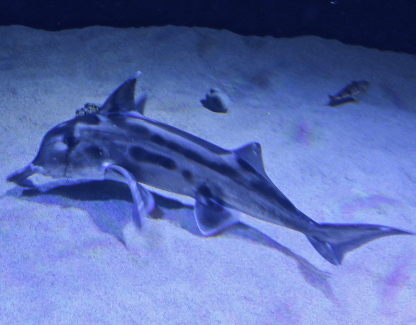 Australian Ghostshark (Callorhinchus milli)