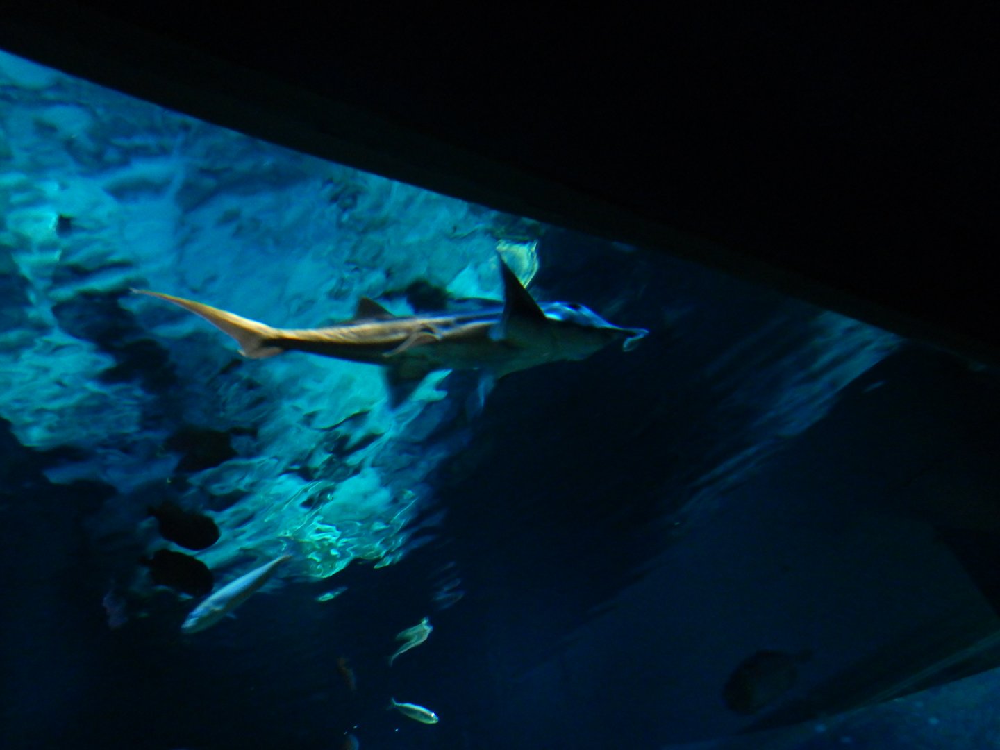 Australian Ghostshark