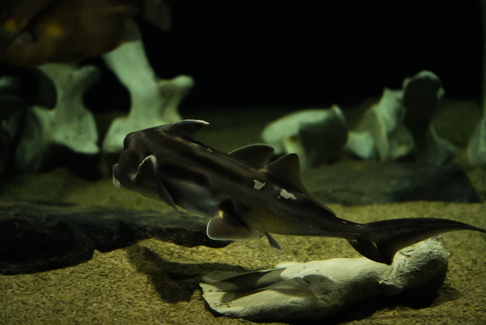 Australian Ghostshark