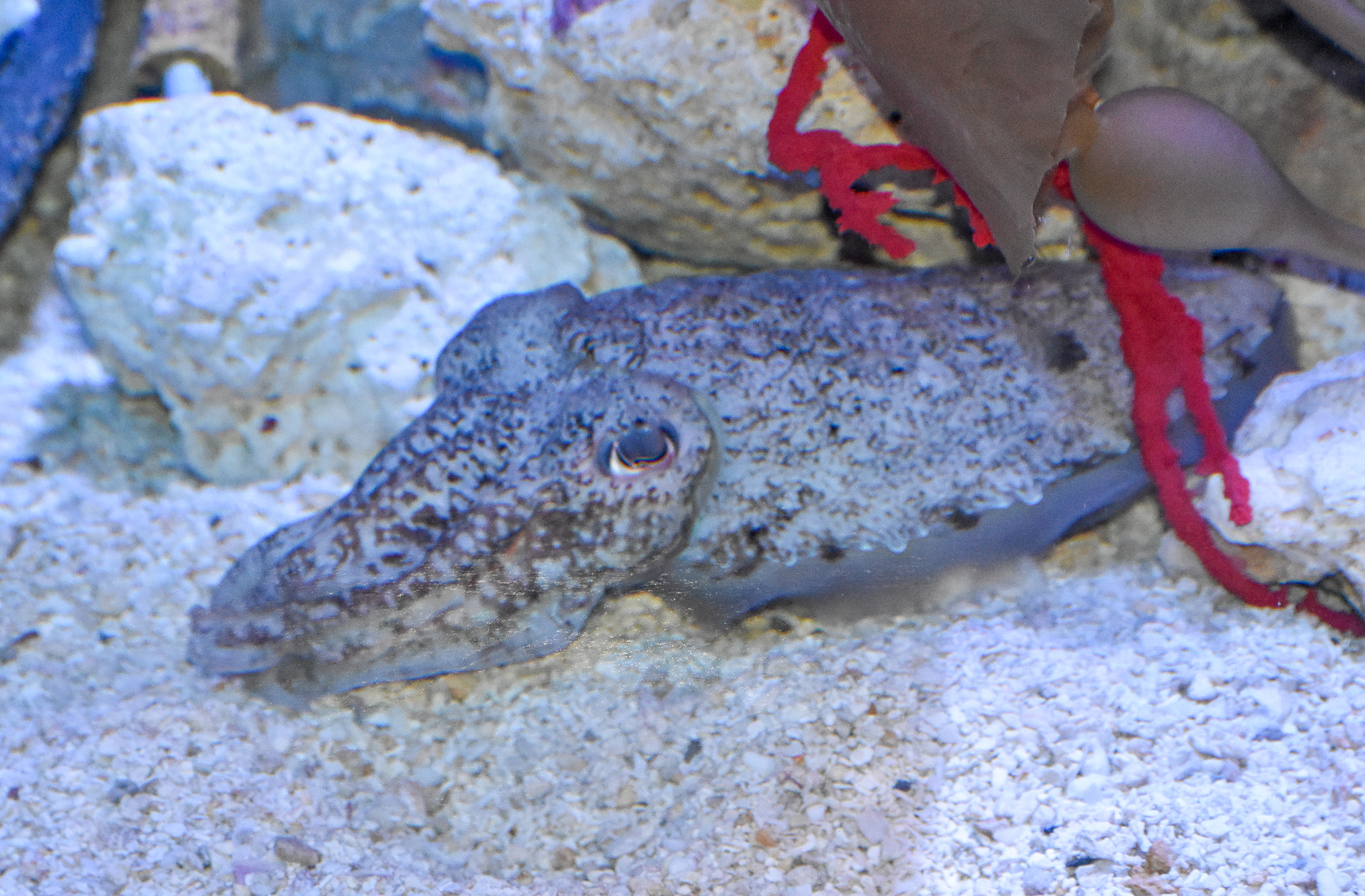 Australian Giant Cuttlefish, Sepia apama