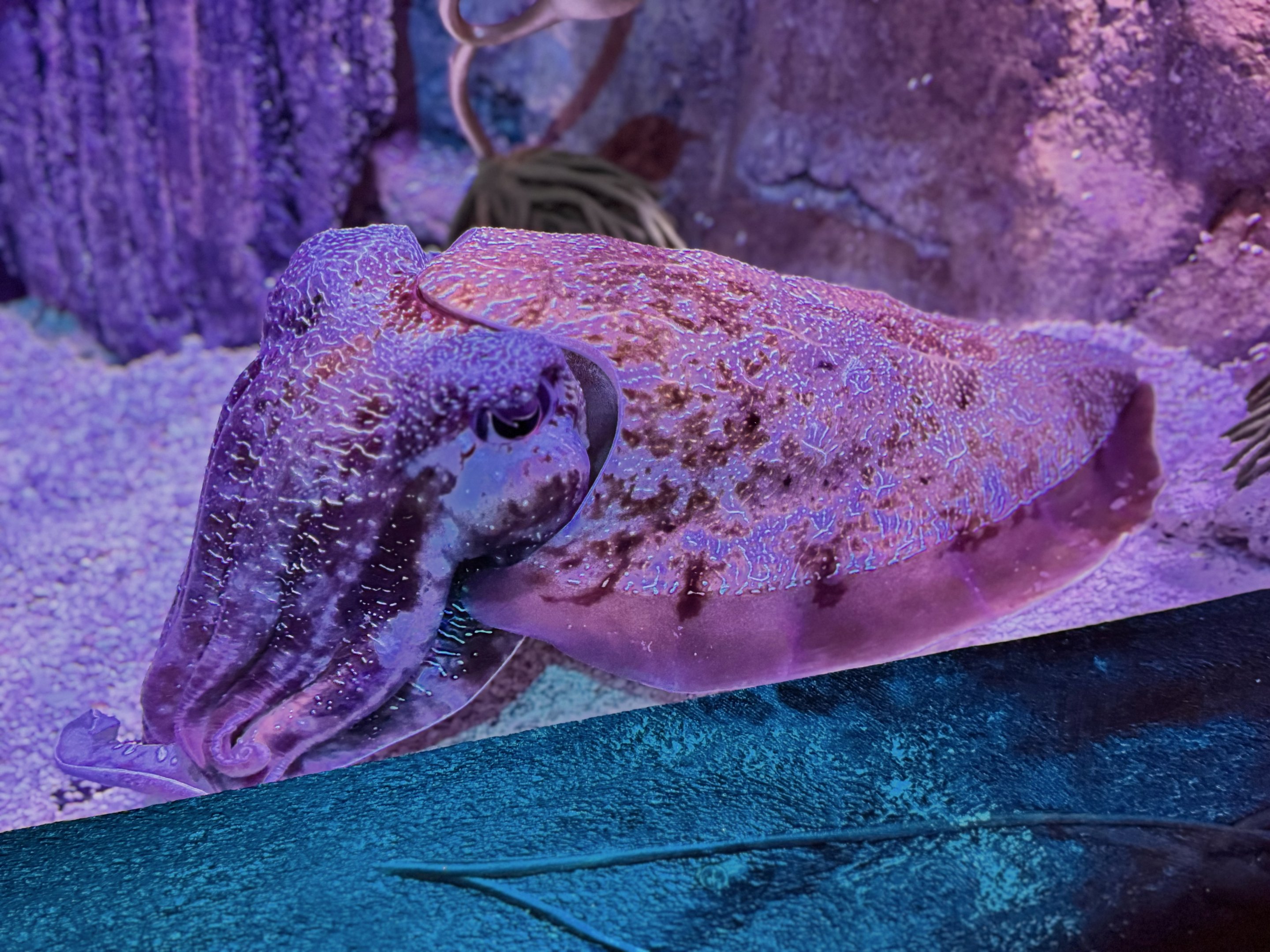 Australian Giant Cuttlefish