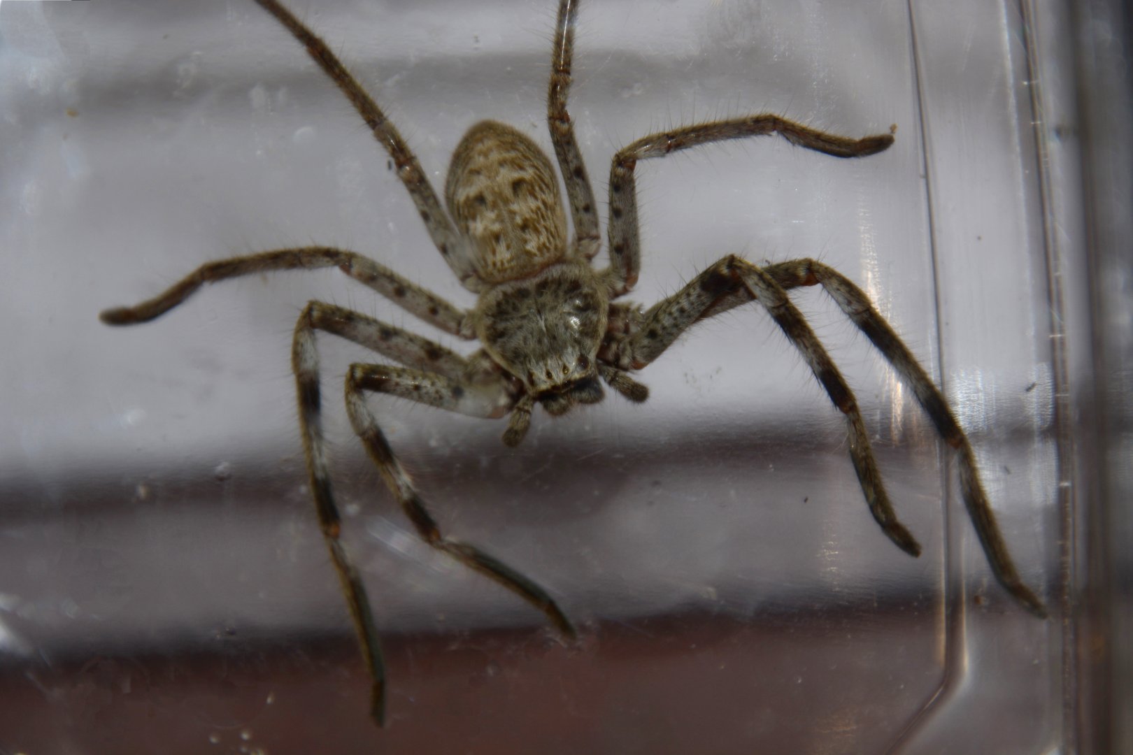 Australian giant huntsman spider (Holconia insignis)