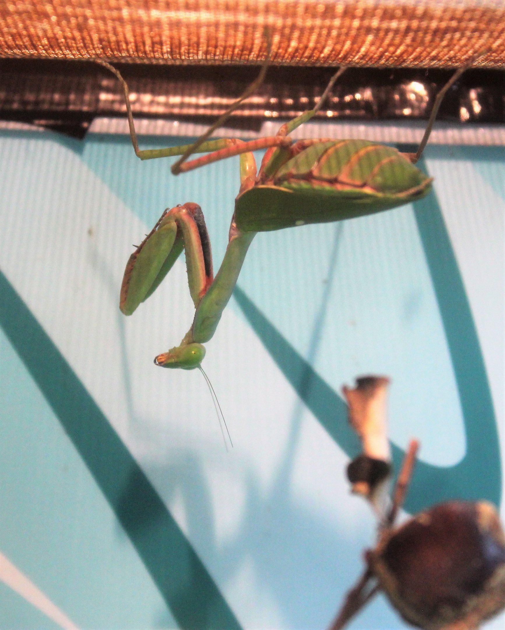 Australian Giant Mantis (Hierodula majuscula)