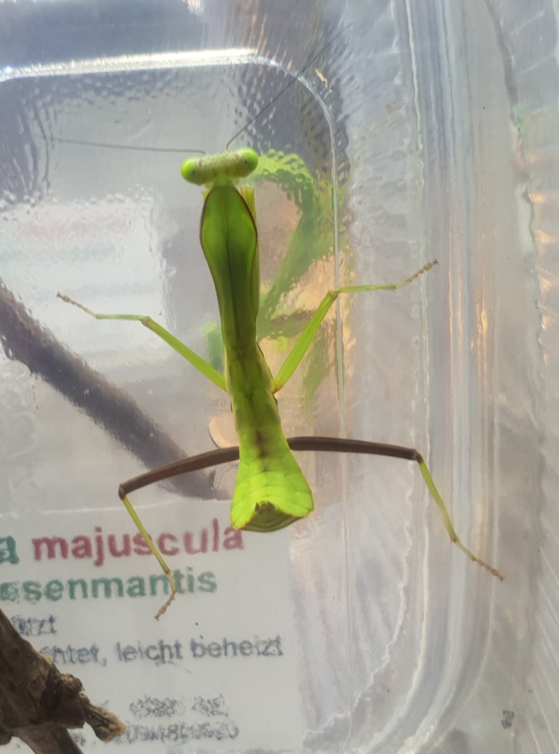 Australian giant mantis - Hierodula majuscula