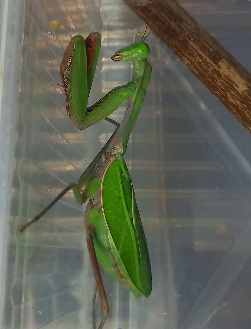 Australian giant mantis - Hierodula majuscula