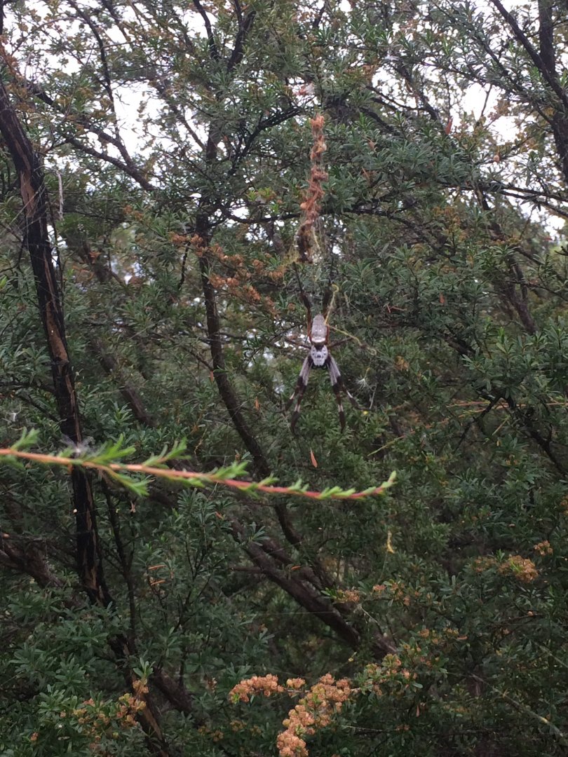 Australian Golden Orb Weaver (Trichonephila edulis)