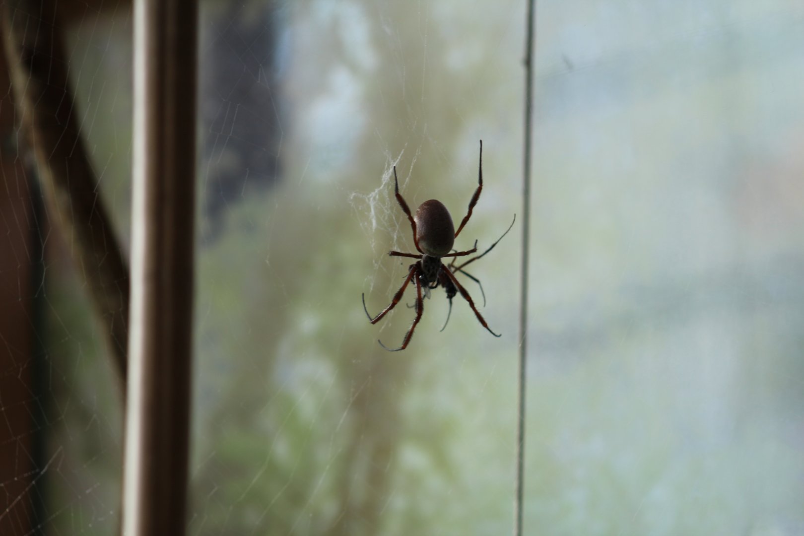 Australian Golden Orb-Weaver