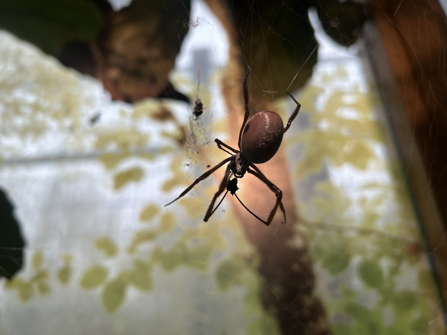 Australian Golden Orb Weaver