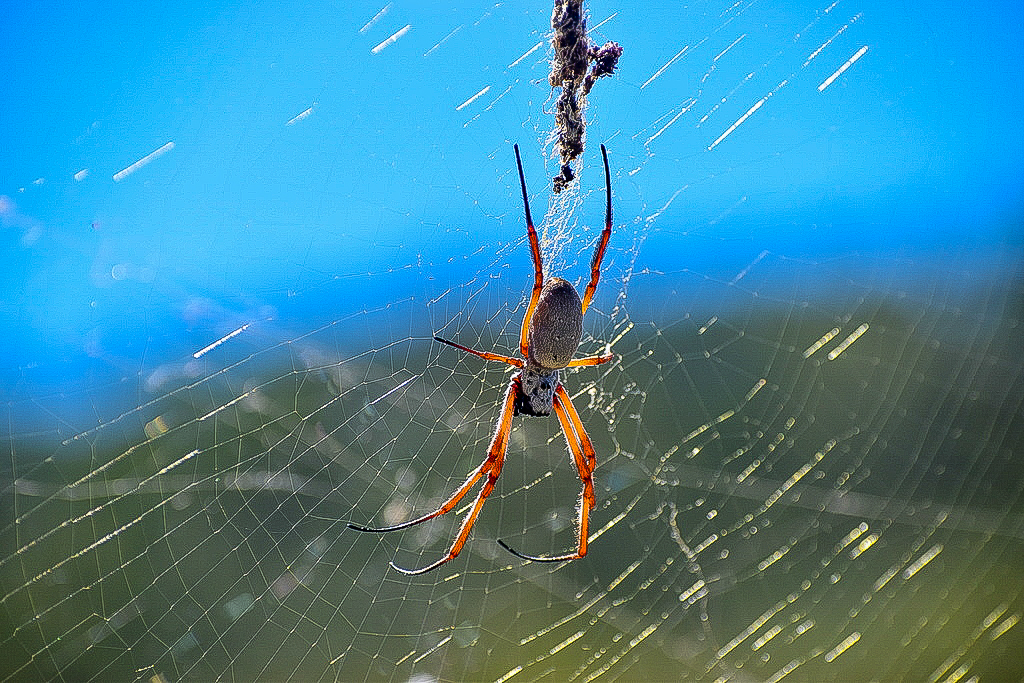 Australian Golden Orbweaver (Trichonephila edulis)