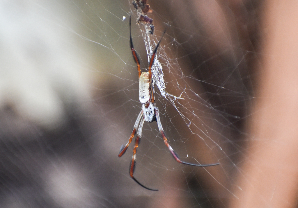 Australian Golden Orbweaver