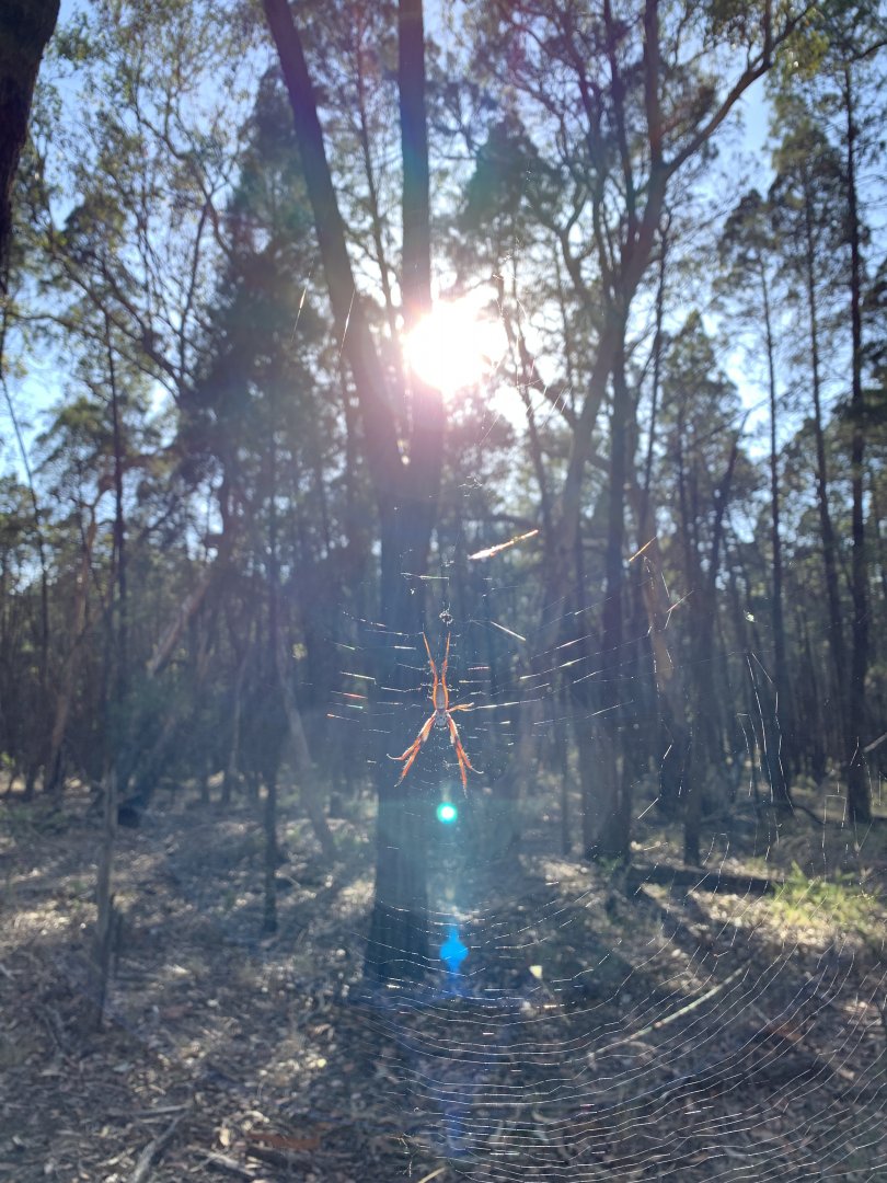 Australian Golden Orbweaver